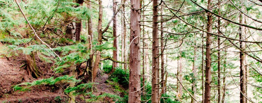 Scan forest